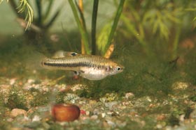 Heterandrie trpasličí (Heterandria formosa) je akvaristům známý druh se superfetací, tedy postupným dozráváním zárodků v těle matky.
<br/>Foto R. Slaboch