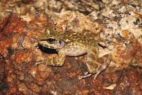 Mladý samec skáloskokana Parkerova (Petropedetes parkeri) z masivu Mt. Fungom v západním Kamerunu s vyvinutými, ale ještě méně výraznými znaky pohlavního dimorfismu. Vidět je např. papila na ušním bubínku (tympanu).
<br/>Foto V. Gvoždík