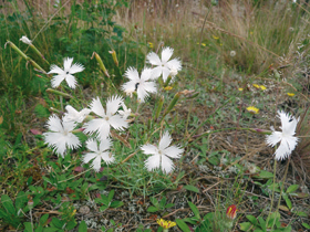 Hvozdík písečný český (Dianthus arenarius subsp. bohemicus) vytváří husté trsy sivozelených listů, které během června nesou množství vonných květů. Foto J. Kalůsková