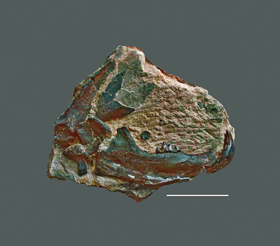 Ukázka nálezů šelem z miocenního termálního prameniště v Tuchořicích na Lounsku ( lokalita A. E. Reusse a E. Suesse). Deska pevného vápence s příměsí oxidu železa a sádrovce se spodní levou čelistí a s fragmenty lopatky dosud neznámého druhu rodu Tomocyon (z čeledi amficyonovitých) - chrup měl přizpůsobený řezavé funkci podobně jako u kočkovitých šelem. Stavbou těla připomínal současné psovité šelmy. Nález je vystaven v Národním muzeu v Praze jako jedna z nejcennějších fosilií posledních let. Měřítko znázorňuje 10 cm.
<br/>Foto O. Fejfar