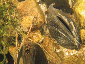 Kriticky ohrožená perlorodka říční (Margaritifera margaritifera) přežívá v České republice pouze na několika místech. 
<br/>Foto O. Spisar