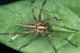 Sameček pokoutníka nálevkovitého (Agelena labyrinthica) je štíhlejší a má delší nohy než samička. Patrné jsou prodloužené zadní postranní snovací bradavky. 
<br/>Foto J. Lissner
<br/>