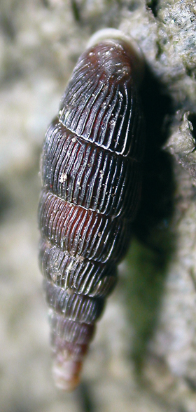 Celkový pohled na ulitu řasnatky žebernaté (Macrogastra latestriata). Ulita mívá výšku 13–15 mm a šířku okolo 3,5 mm. Typické je rudohnědé zbarvení a silná žebra.
<br/>Foto M. Horsák
<br/>