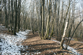 Dva pozůstatky tradičního lesnictví v NPR Děvín (Pálava) – přestárlá pařezina a úvozy dvou hospodářských cest. 
<br/>Foto R. Hédl