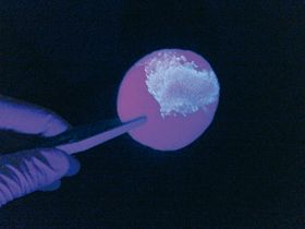 Vzorek spermatu po ozáření UV světlem fluoreskuje. Uvedeného jevu se využívá při vyhledávání tohoto typu biologických stop.
<br/>Orig. D. Vaněk
