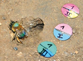 Uzurpace (obsazení) cizího hnízda. Samice pelonosky hluchavkové (Anthophora plumipes) zachycená na snímku je v pořadí třetí majitelkou hnízda a druhou uzurpátorkou (první samice založila hnízdo sama). Římská číslice označuje sled, v jakém se jednotlivé samice v hnízdě střídaly.
<br/>Foto K. Doležalová
<br/>