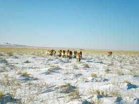 Kůň Převalského (Equus przewalskii) v národním parku Gobi v Mongolsku, leden 2010. Jeho záchrana a návrat do volné přírody patří k velkým úspěchům zoologických zahrad. 
<br/>Foto A. Nanjid