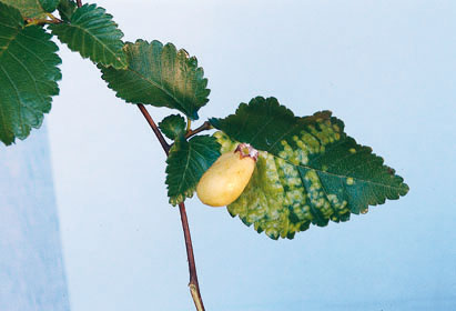 Mšice vlnatka hladká (Tetraneura neboli Byrsocrypta ulmi) působí hálky na listech jilmu (Ulmus).
<br/>
<br/>Foto M. Skuhravá, V. Skuhravý
<br/>