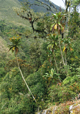 Stromovitý druh Espeletiopsis insignis (čeleď hvězdnicovitých – Asteraceae) rostoucí v horském lese nápadně vybočuje z podoby většiny zástupců rodu.
<br/>Foto F. Kolář