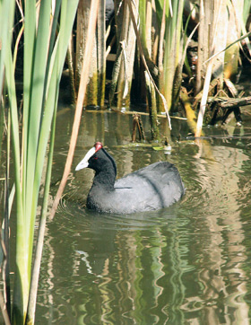 Lyska hřebenatá (Fulica cristata) ve svatebním šatu. Foto P. Suvorov