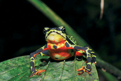 Mezi chytridiomykózou nejohroženější rody žab patří jihoameričtí atelopové – na snímku Atelopus pulcher z Peru. 
<br/>
<br/>Foto K. H. Jungfer
<br/>