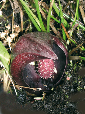 Skunkovka páchnoucí (Symplocarpus foetidus, obr. 5) se liší od skunkovky ledvinolisté (S. renifolius, obr. 6) skvrnitým toulcem. Květenství barvou a zápachem vábí řadu druhů hmyzu, především dvoukřídlé, blanokřídlé, brouky, ploštice a pošvatky.
<br/>Foto P. Sekerka