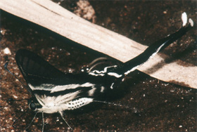 Malajský otakárek Lamproptera meges – motýl na obr. 2 (výřez) vystřikuje vodu z análního otvoru (termoregulace?). 
<br/>Foto G. O. Krizek