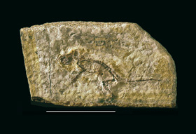 Hlodavec z Valče – jeden z největších paleontologických unikátů v Evropě 17. stol. Nález zmiňují a zobrazují ve svých spisech největší kapacity té doby, např. Carl Linné, Georges Cuvier, Hermann von Meyer. Deska jemně vrstevnatého sladkovodního vápence objevená kolem r. 1690 patří k nejstarším známým nálezům fosilního savce. Byla tehdy hledaným sběratelským předmětem, protože představovala suchozemského „svědka biblické potopy“. Vystřídala řadu soukromých sbírek, dnes je uložena v sídle rodiny Schönburgů ve Waldenburgu u města Glauchau v Sasku.
<br/>Foto O. Fejfar
<br/>