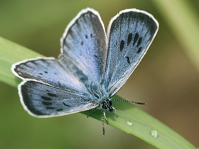 Samec modráska černoskvrnného (P. arion), Halenkov, červenec 2009. 
<br/>Foto M. Vojtíšek