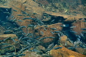 Hejno plně vzrostlých, asi 20 cm dlouhých gudejí černoploutvých (Goodea atripinnis) ve svém 
<br/>přirozeném prostředí. 
<br/>Foto R. Slaboch