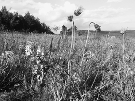 Koniklec luční český (Pulsatilla pratensis subsp. bohemica) a vstavač kukačka (Orchis morio) na snímku z článku R. Hlaváčka a P. Karlíka. Příspěvek k poznání flóry a vegetace PP Na horách a poznámky k teplomilné květeně Pdbrdska. Sborník Bohemia centralis (č. 30).
<br/>Foto P. Karlík