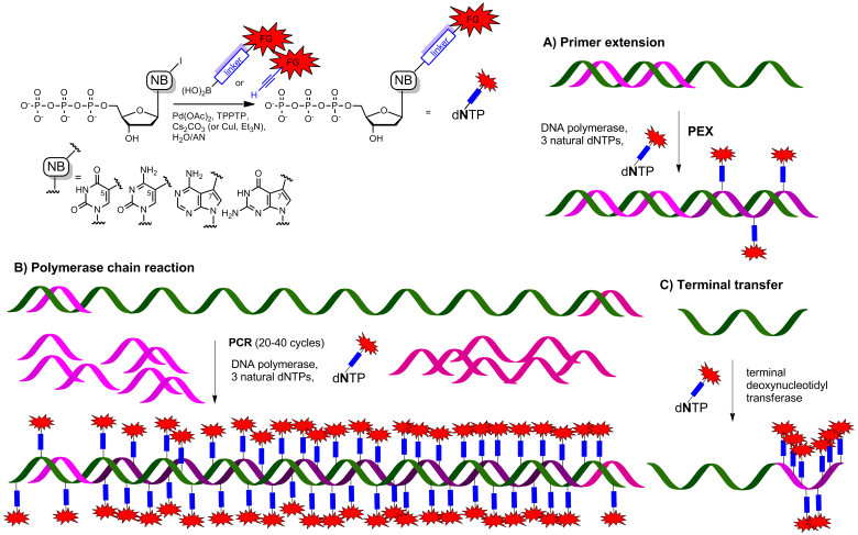 Synthesis of modified nucleoside triphosphates and polymerase construction of functionalized nucleic acids