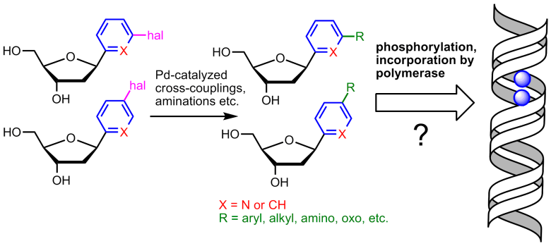 Desing and synthesis of novel C-nucleosides for chemical biology