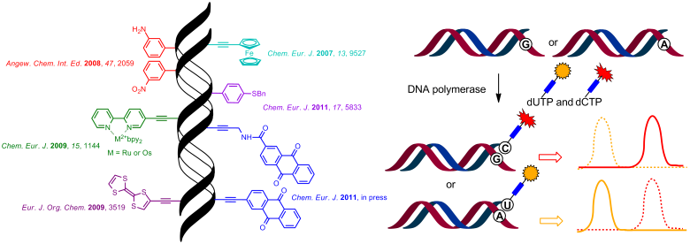 Novel redox or fluorescent DNA labeling for bioanalytical applications