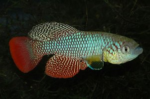 Nothobranchius furzeri