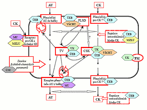 Schéma řešených buněčných procesů