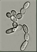 Zygosaccharomyces rouxii