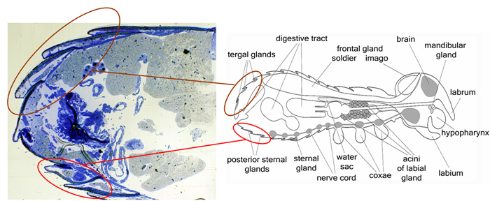 Exocrine glands