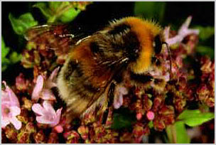 Bombus lucorum