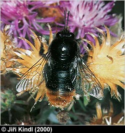 Bombus confusus male