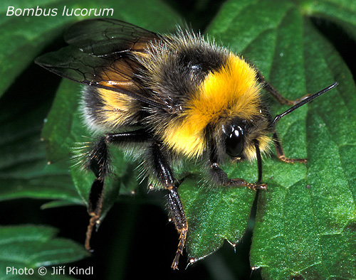 Bombus lucorum