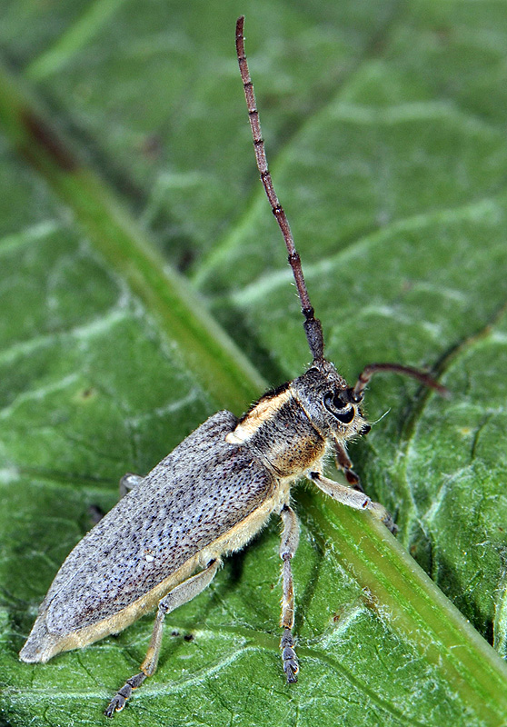 Phytoecia speciosa