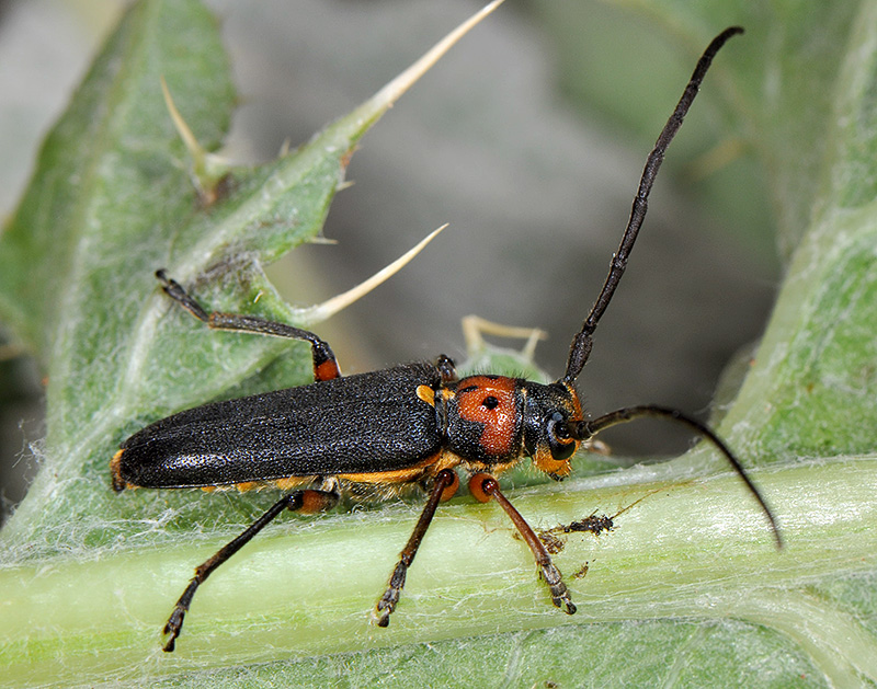 Phytoecia astarte lederi