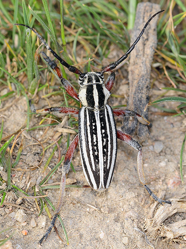 Dorcadion kapchagaicum