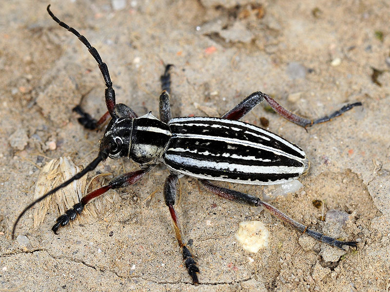 Dorcadion kapchagaicum