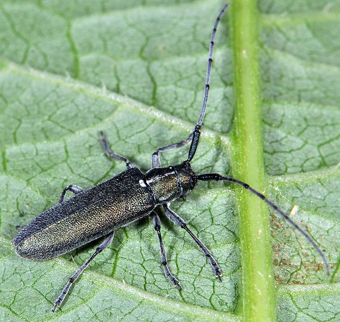 Agapanthia chalybaea