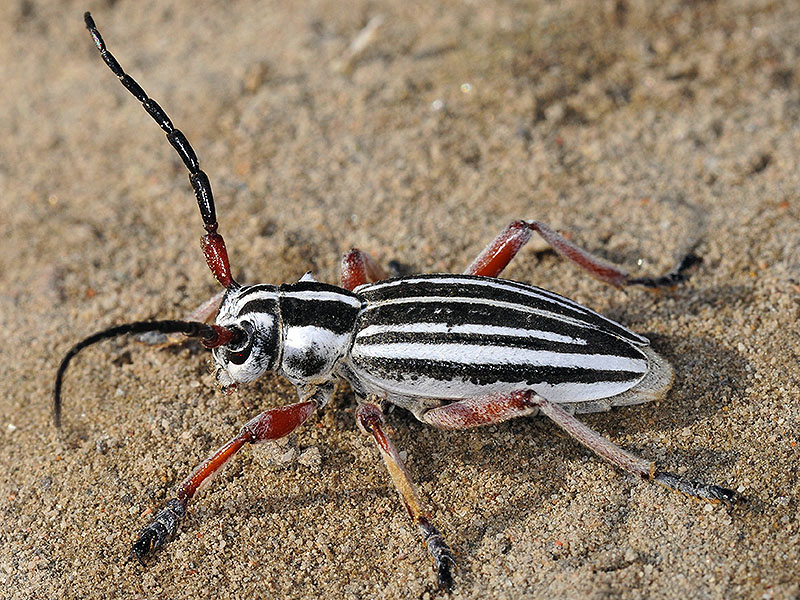 Dorcadion absinthium ishkovi - male