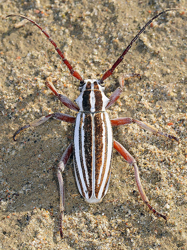 Dorcadion absinthium ishkovi - male