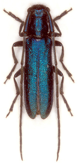 Agapanthia persicola