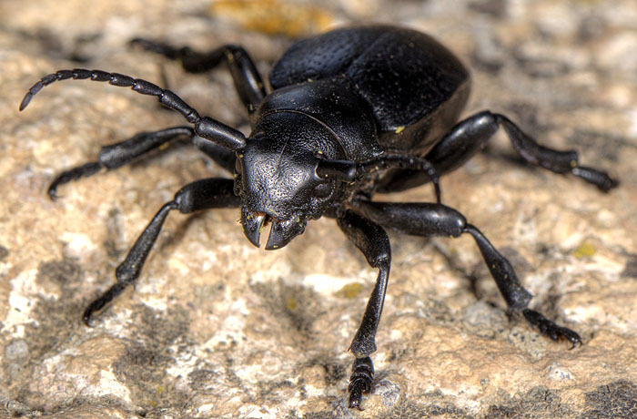 Dorcadion mniszechi mniszechi - female