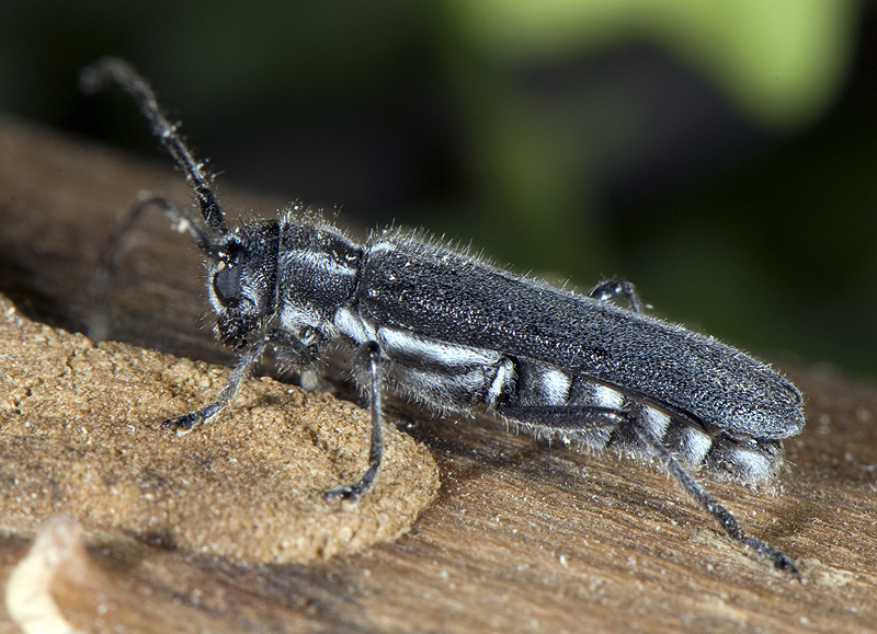 Stenostola ferrea