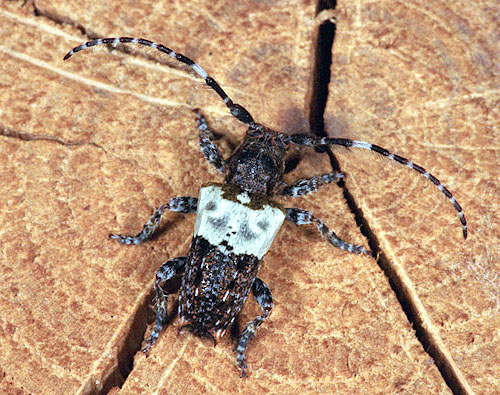 Pogonocherus hispidulus