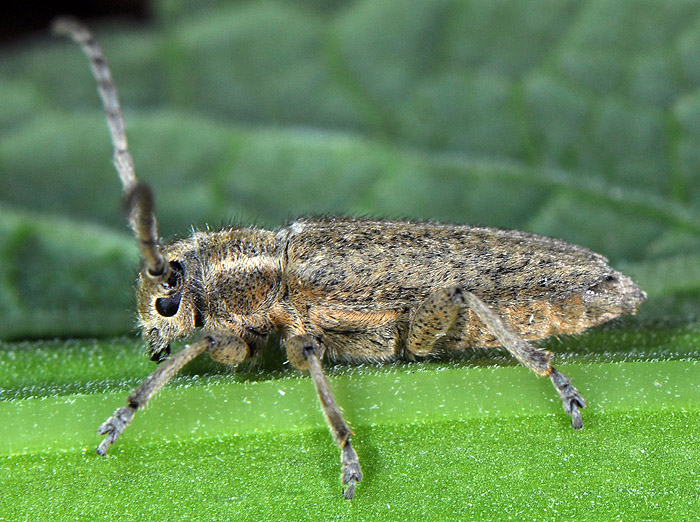 Phytoecia hirsutula