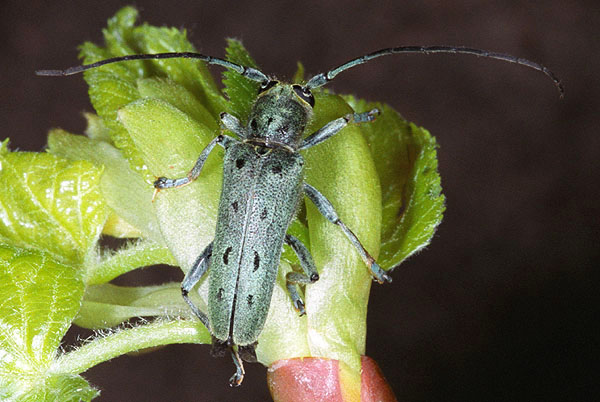 Saperda octopunctata