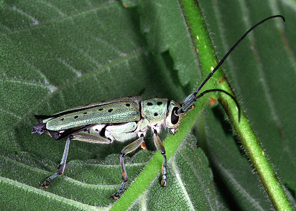 Saperda punctata