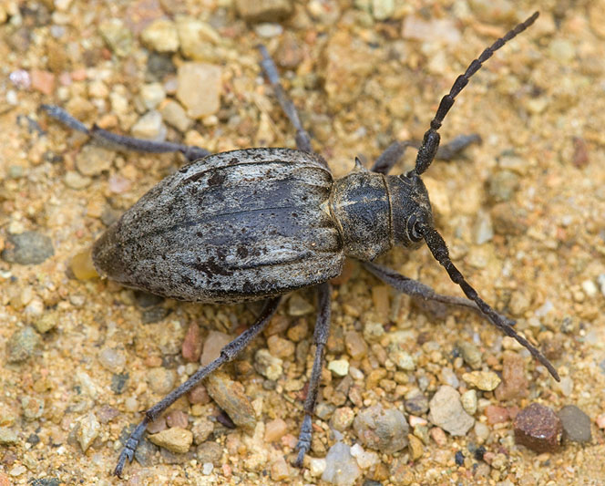 Neodorcadion exornatum