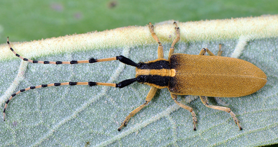 Agapanthia kirbyi