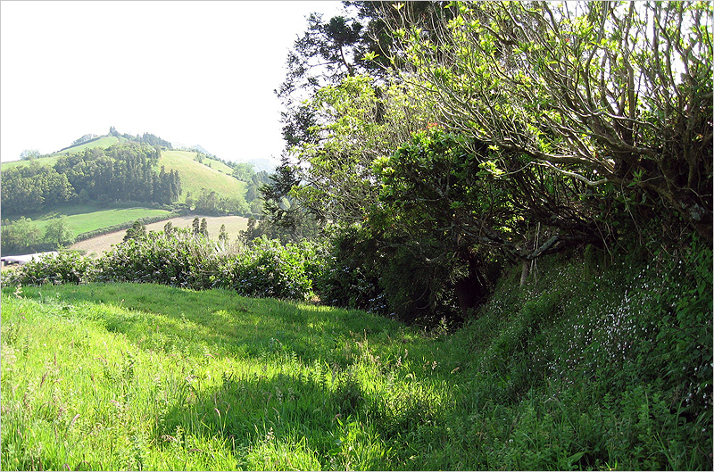 Crotchiella brachyptera - typical habitat