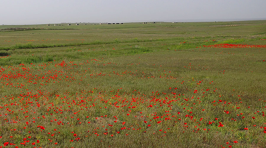 typical habitat