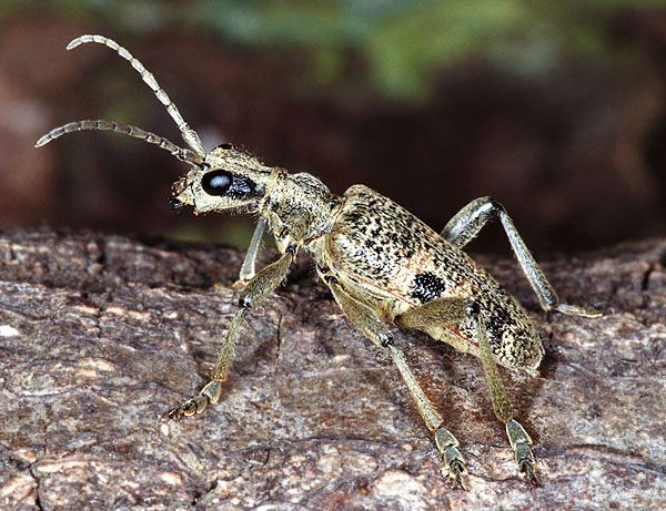 Rhagium mordax